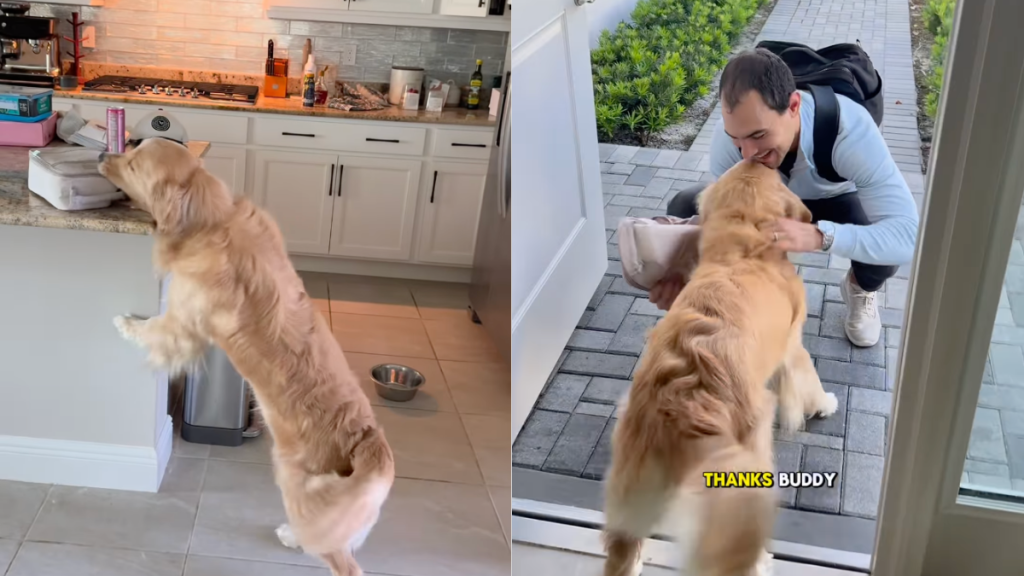 Golden Retriever dad video