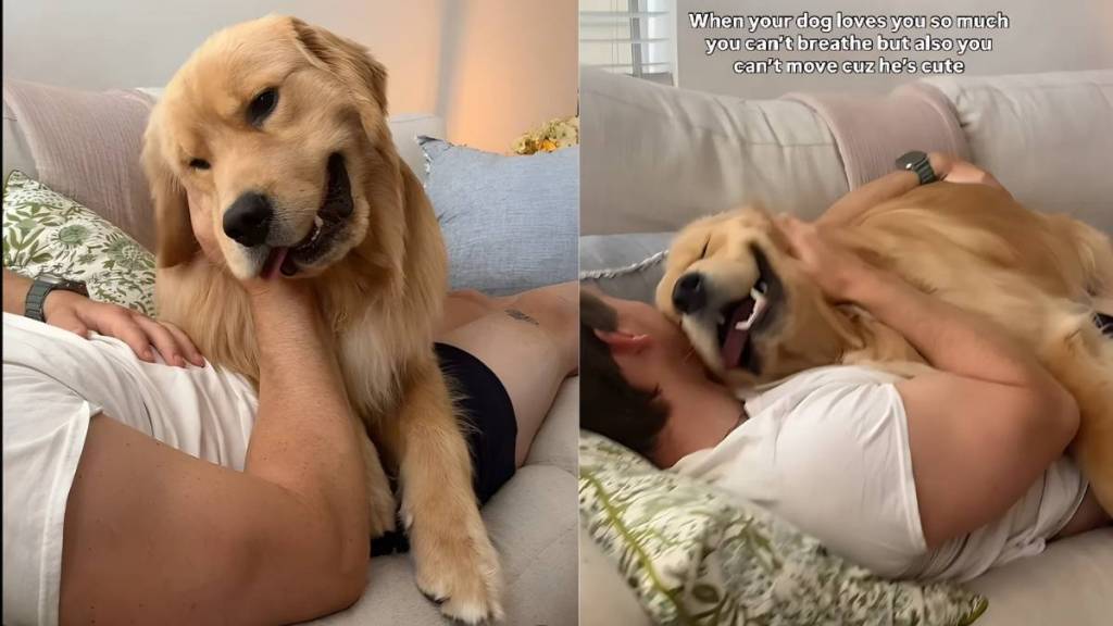 Video: Golden Retriever Leans Fully on Owner to Get More Scratches