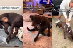 Video: 5 Things a Cancer-Survivor Dog Does That Makes Her Owner Cry