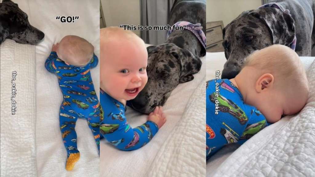 Video: Big Dog & Tiny Baby's Favorite Game to Play Involves a Ton of Giggles