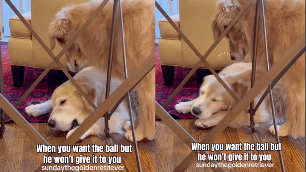 Golden Retriever hits dad for taking too long to return the ball