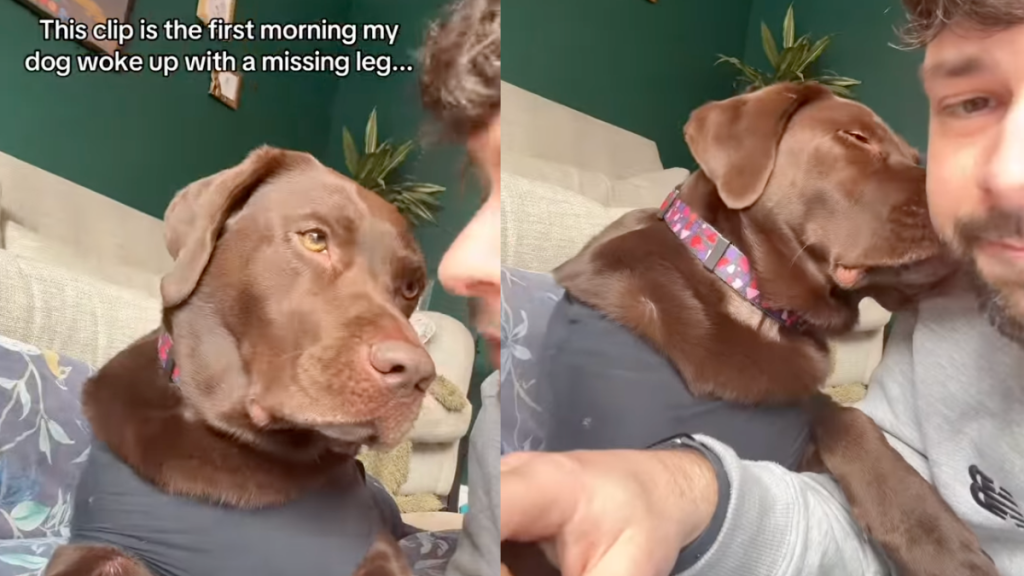 Labrador's first video appearance after losing a leg.