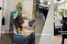 Nosey Doberman Axel.