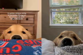 Instagram video shows Golden Retriever cutely asking for permission to get on the bed.