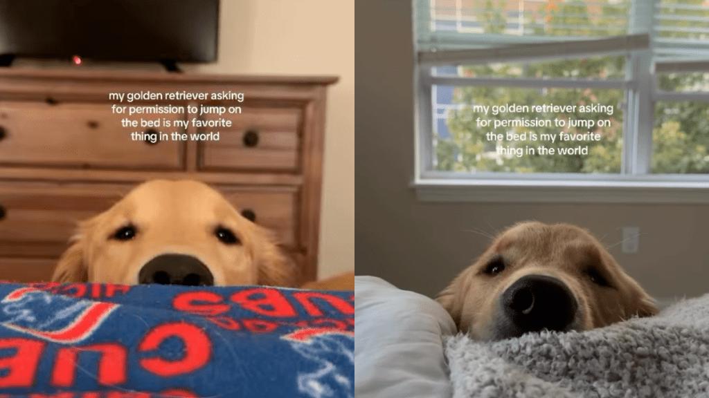 Instagram video shows Golden Retriever cutely asking for permission to get on the bed.