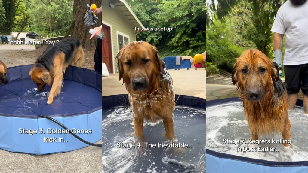 Golden Shepherd bath time video.