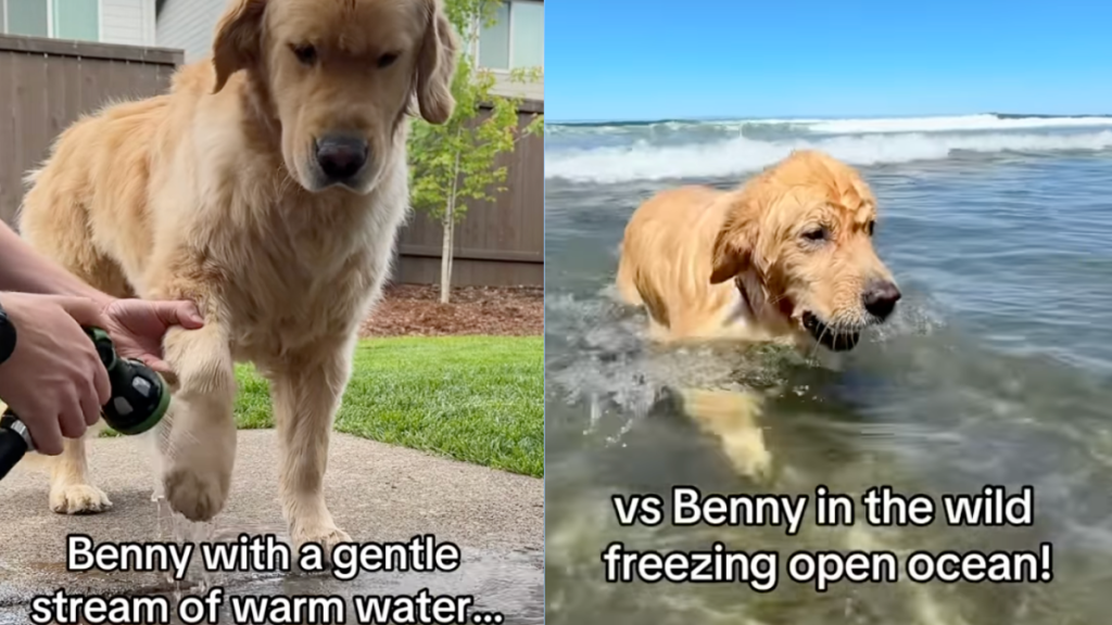 Golden Retriever's different reactions to hose water and ocean water.