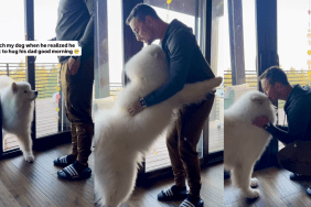 Samoyed hugging his dad.