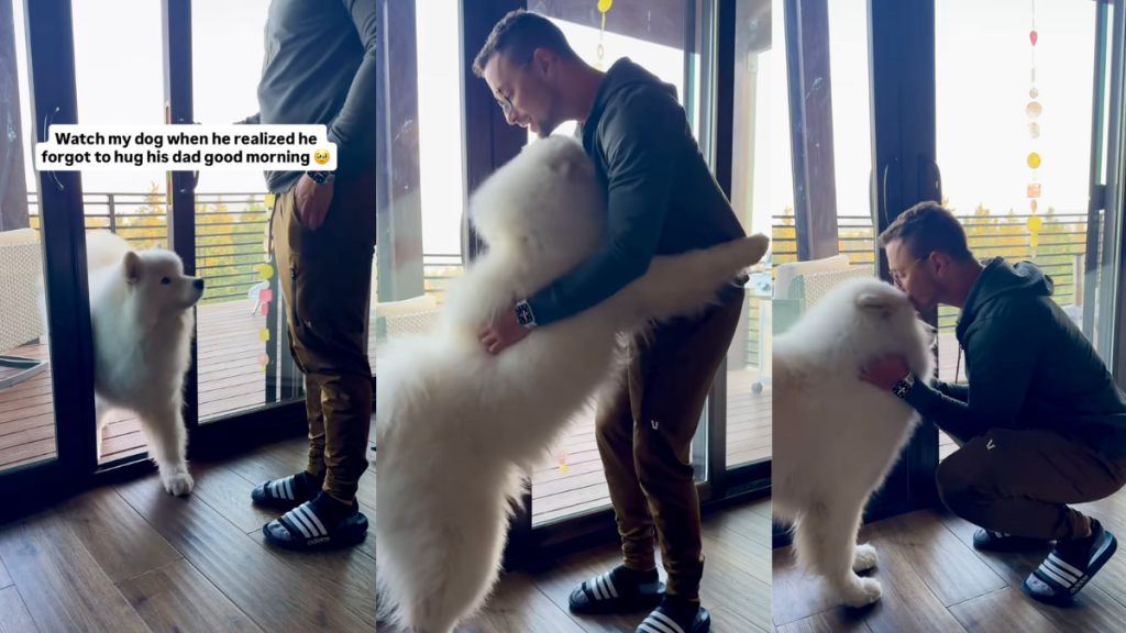 Samoyed hugging his dad.