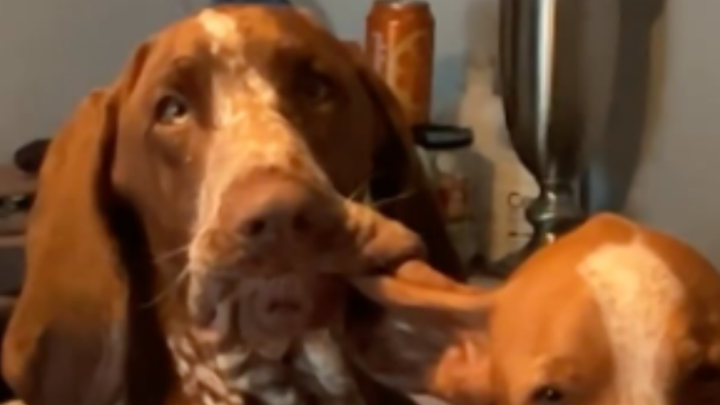 Dog chewing sisters ear