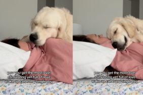 Video: Golden Retriever’s Wake up Call for Owner Is ‘Overstimulating Yet Full of Love'
