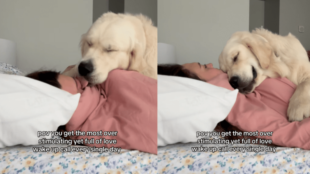 Video: Golden Retriever’s Wake up Call for Owner Is ‘Overstimulating Yet Full of Love'