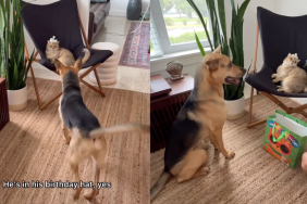 Rescue puppy goes to a store with owner to select birthday toy for cat brother.