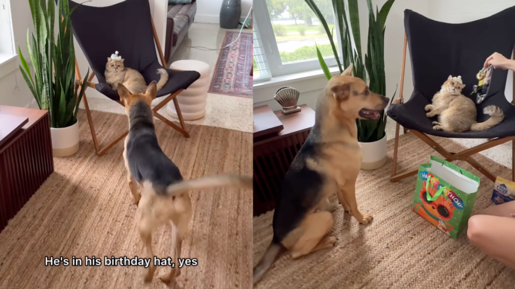 Rescue puppy goes to a store with owner to select birthday toy for cat brother.