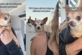 Owner takes Chihuahua along wherever she goes in video.
