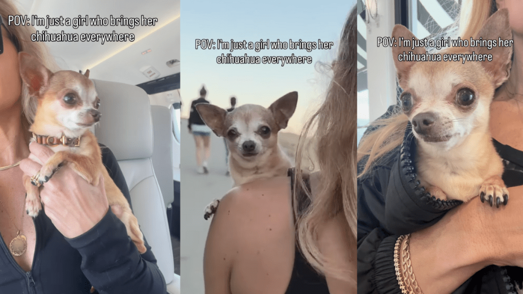 Owner takes Chihuahua along wherever she goes in video.