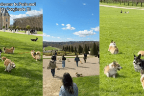Video: Owner Documents a ‘Corginade’ in Paris & It Is a Dog Lover’s Paradise