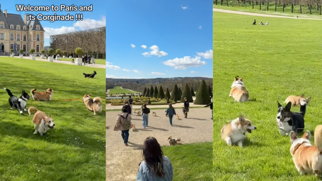 Video: Owner Documents a ‘Corginade’ in Paris & It Is a Dog Lover’s Paradise