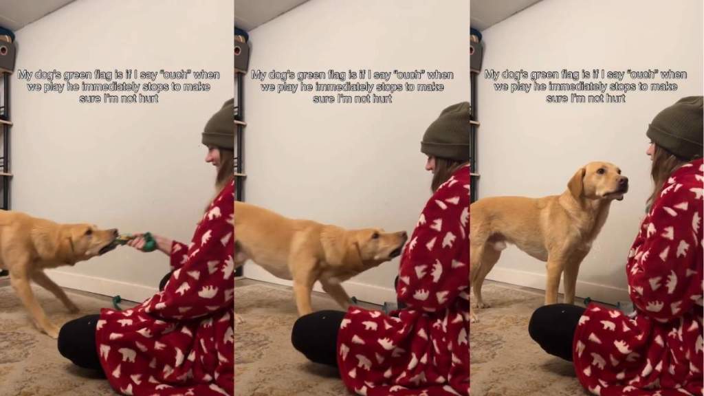 Video Shows Dog Stops Playing the Moment He Realizes His Owner Is Hurt