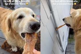 Owner Claims Golden Retriever 'Lost Brain Cells' After Getting Treat in Cute Video