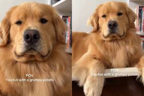 Video: Golden Retriever Is a 'Grumpy Potato' & Internet Agrees