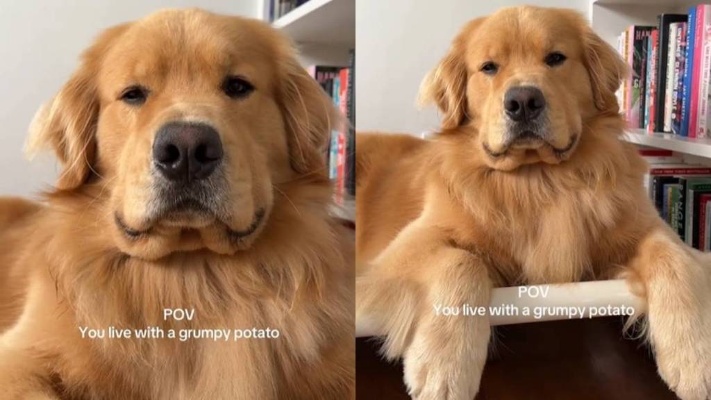 Video: Golden Retriever Is a 'Grumpy Potato' & Internet Agrees