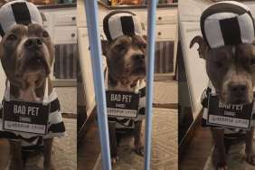 Owner Punishes Dog With ‘One-Hour Prison Sentence’ in Halloween Style