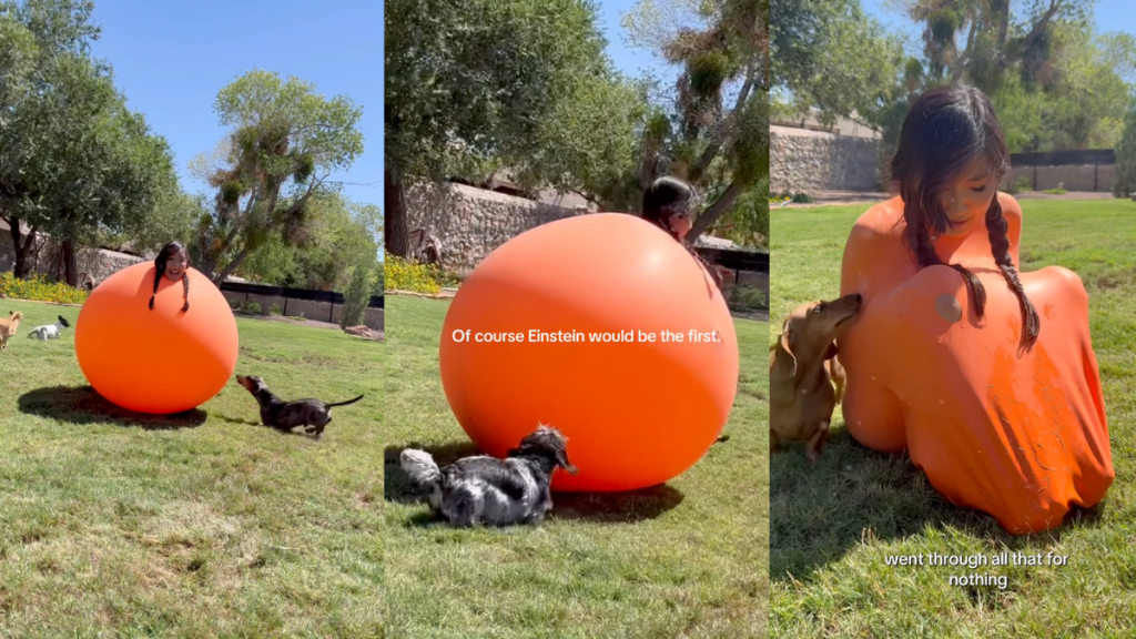 Dog mom dresses up as a giant balloon.