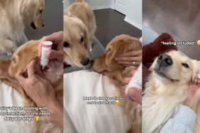 Golden Retriever sisters getting ear drops.