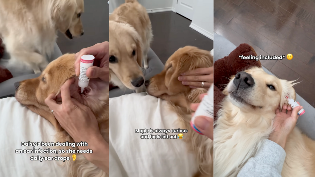 Golden Retriever sisters getting ear drops.