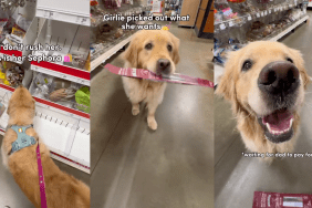 Golden Retriever shopping at the supermarket.