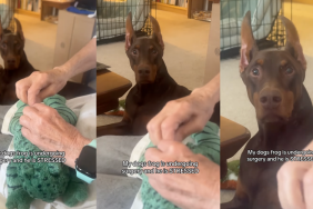 Dog watching his toy undergo surgery.