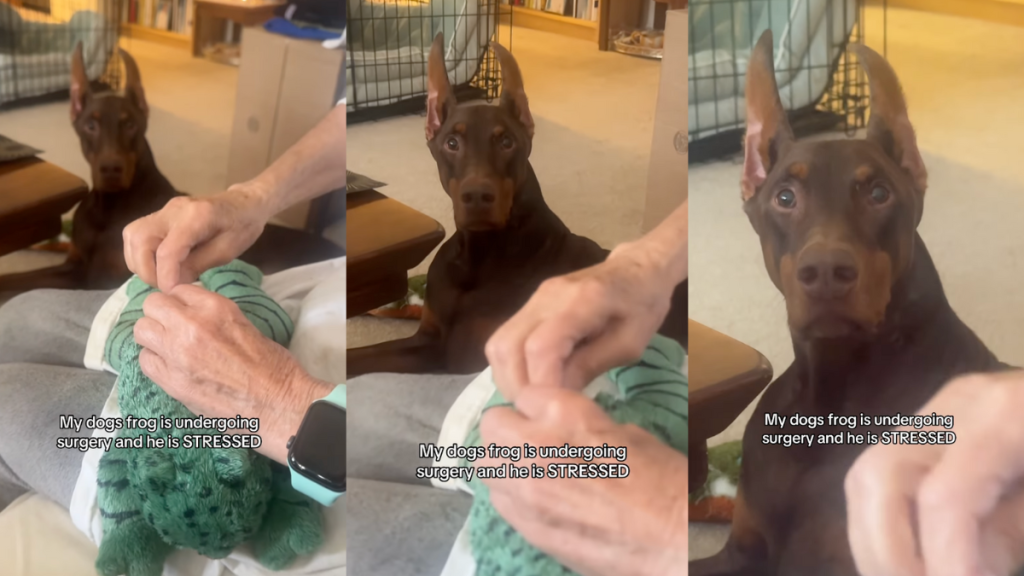Dog watching his toy undergo surgery.