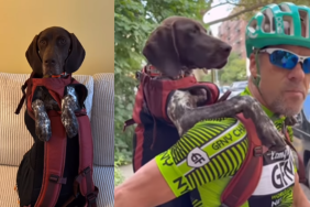 grandpa dog road trip