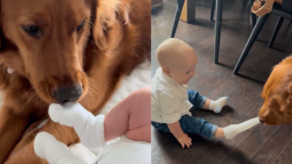Dog removes Babys sock