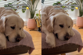 blind Golden Retriever video
