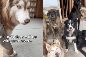 dog activity video