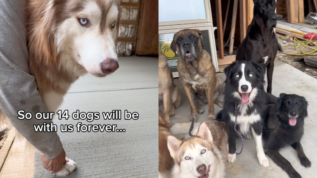 dog activity video