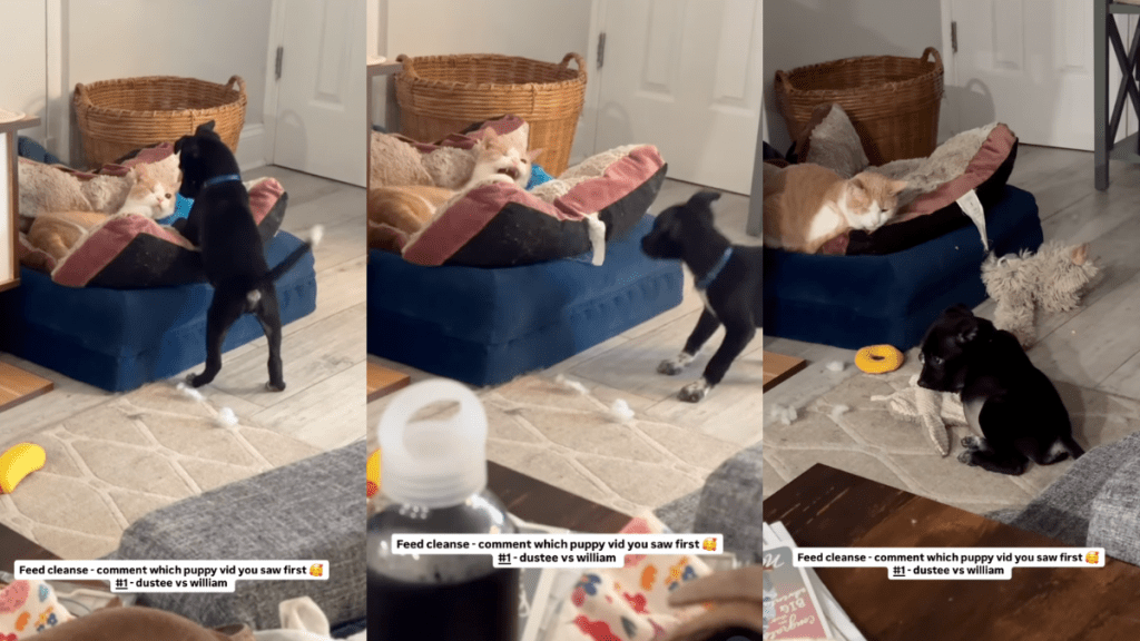 Foster pup trying to make friends with cat.