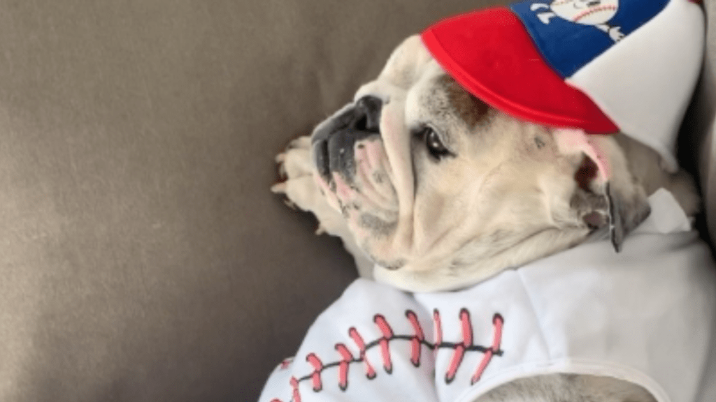A bulldog ready for the opening game of Baseball