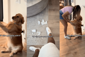 TikTok video with a Golden Retriever striking a cute pose after causing trouble.