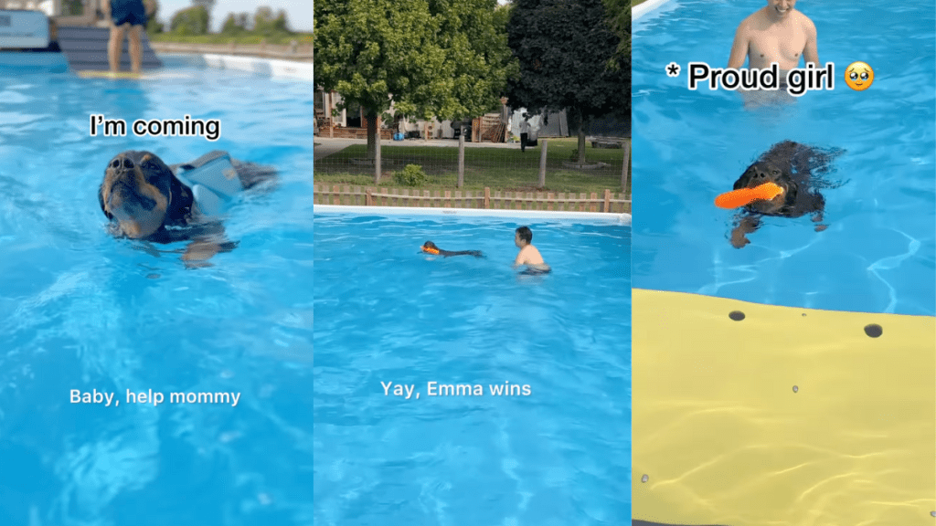 Emma the Rottweiler learn to swim in one day.