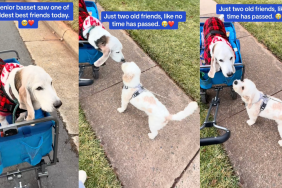 Dog reuniting with old friend on daily walk.