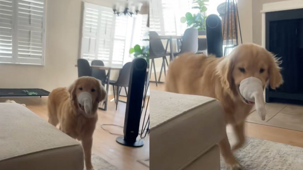 Golden Retriever with a sock stuck to his snout.
