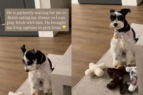 Video: Dog Presents Toy Options for Owner to Pick for Next Game of Fetch