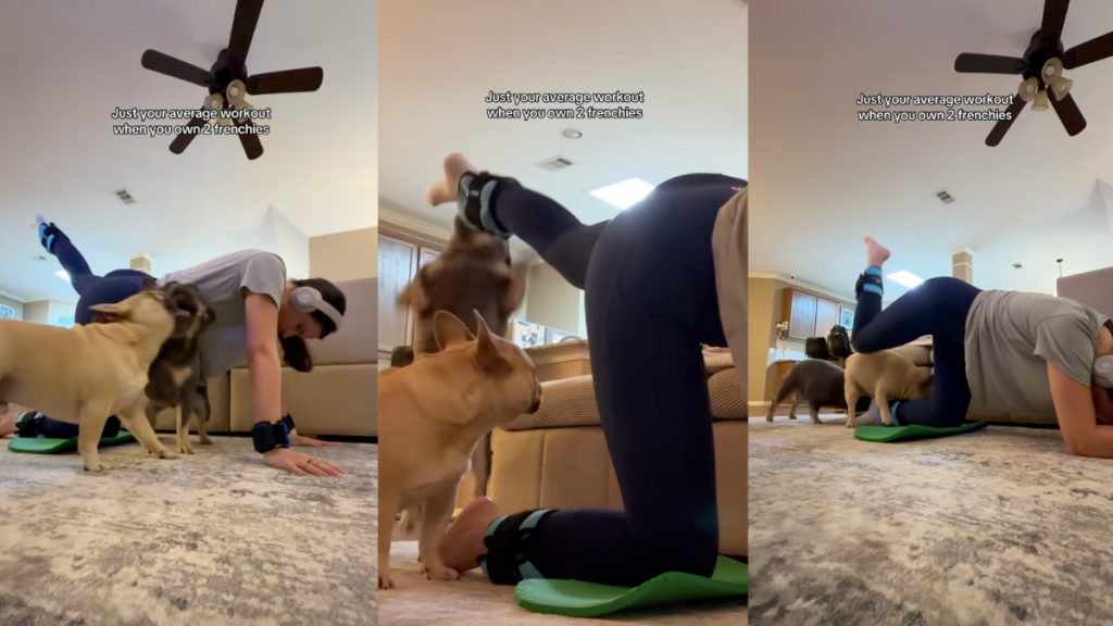 Owner shares what workout routine with two French Bulldogs looks like in Tiktok video.