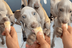 Puppy eating a banana.