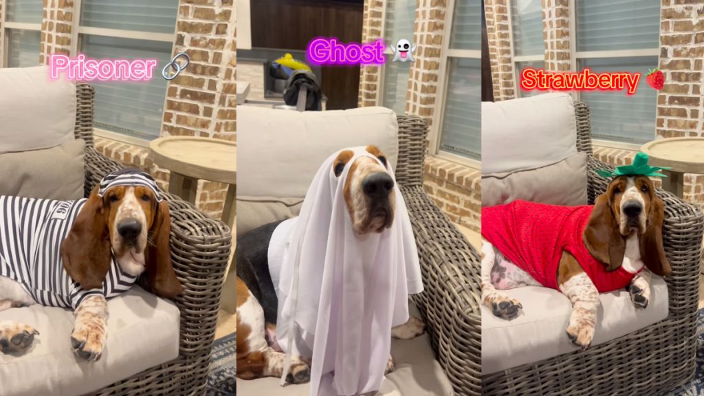 Basset Hound shows off potential Halloween costumes in viral video.