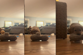 Video of Golden Retriever's Prowl During a Game of Fetch Goes Viral on TikTok