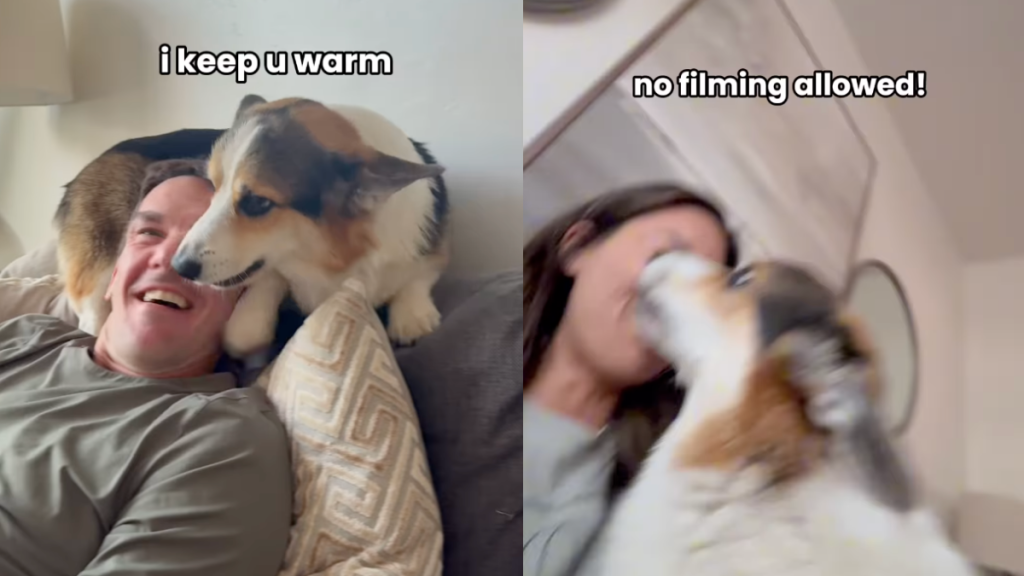 Corgi displaying part cat-like behavior.